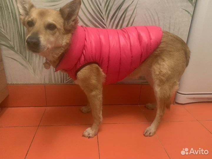 Куртка для собаки