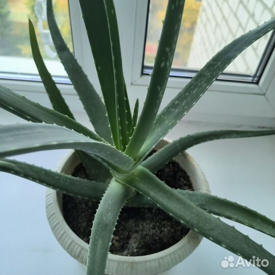 Алоэ вера лечебный