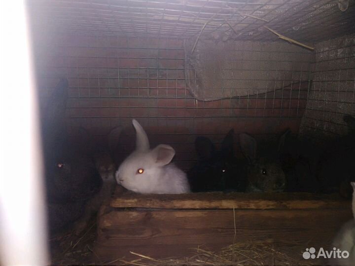 Кролики самцы, самочки