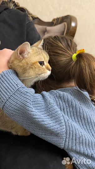 Шотландская золотая шиншилла