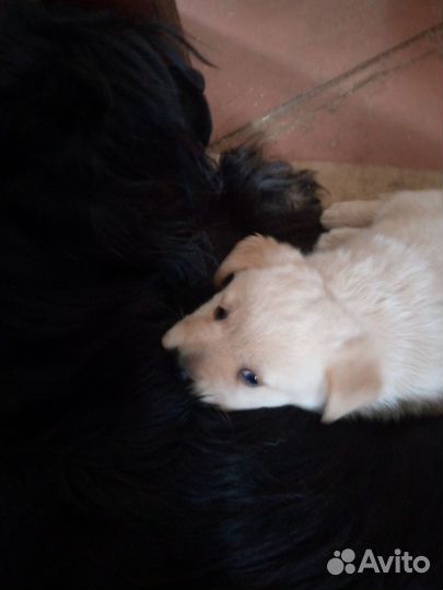 Щенки бесплатно в добрые ответственные руки