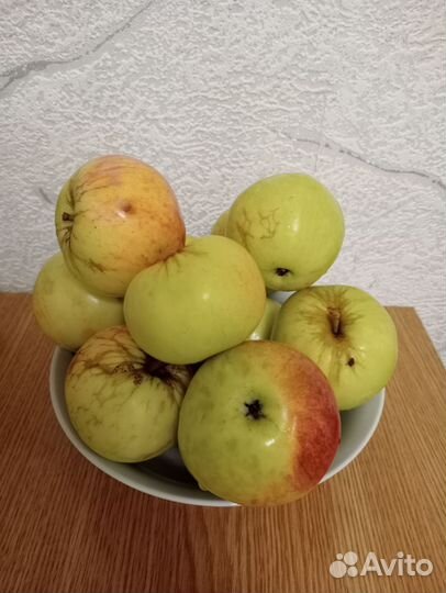 Яблоки домашние