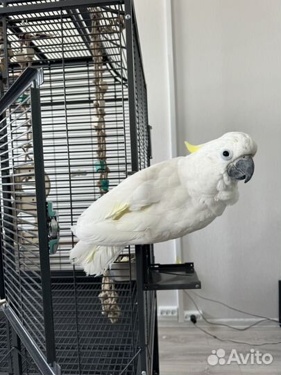 Говорящий попугай какаду