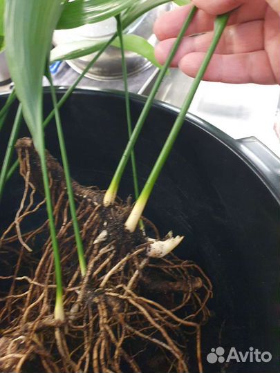 Кротон Пунктатум Золотая пыль, Аспидистра, Ананас