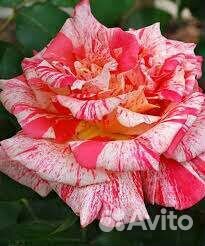 Роза Филателия чайногибридная