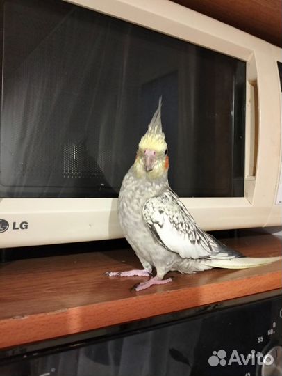 Попугай карелла