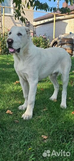Среднеазиатская овчарка алабай щенки