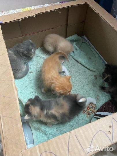 Отдам милых котят в добрые руки