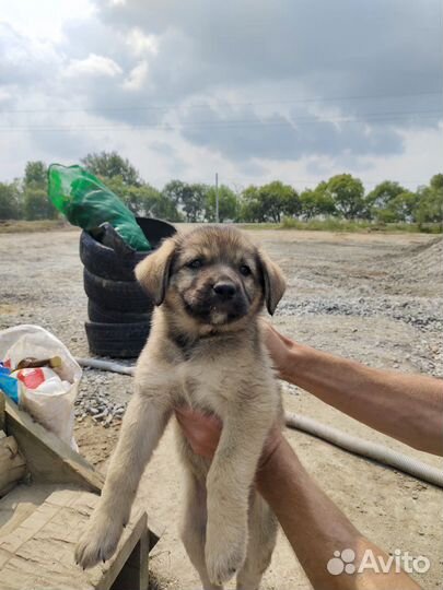 Собаки щенки бесплатно