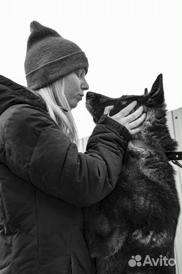 Дрессировка и воспитание собак