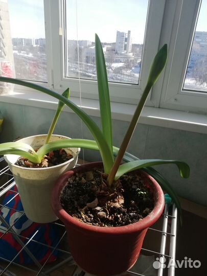 Гиппеаструм