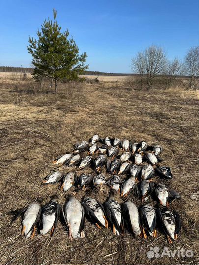 Манок Plurifon плюрифон