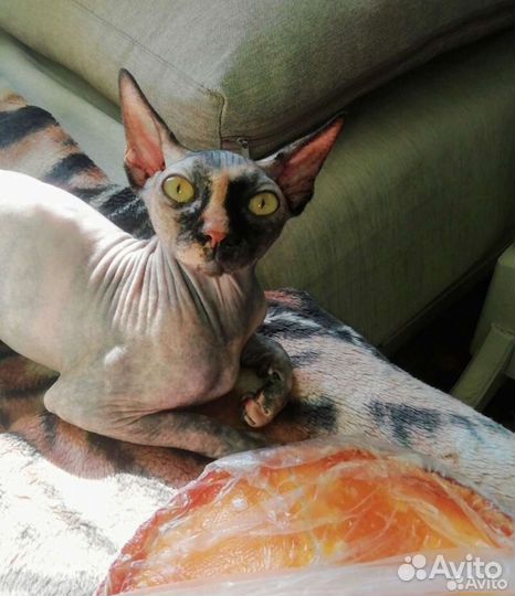 Зоогостиница. Передержка кошек и собак официально