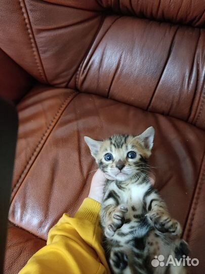 Бенгальская