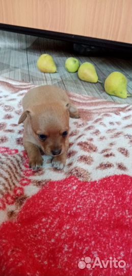 Той-терьер щенки