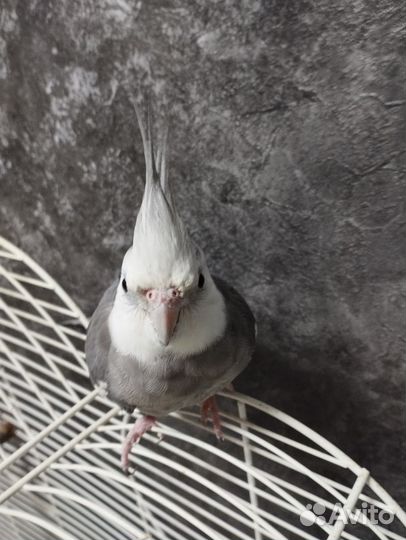 Попугай Корелла