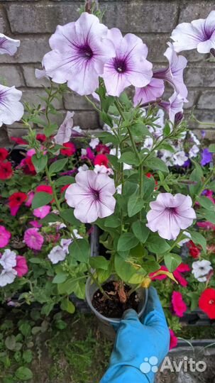 Петуния ампельная и простая-кустовая