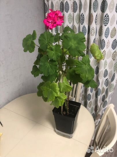 Пеларгония герань