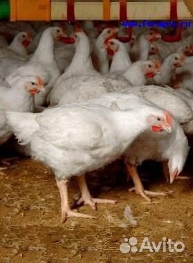 Бройлерные куры