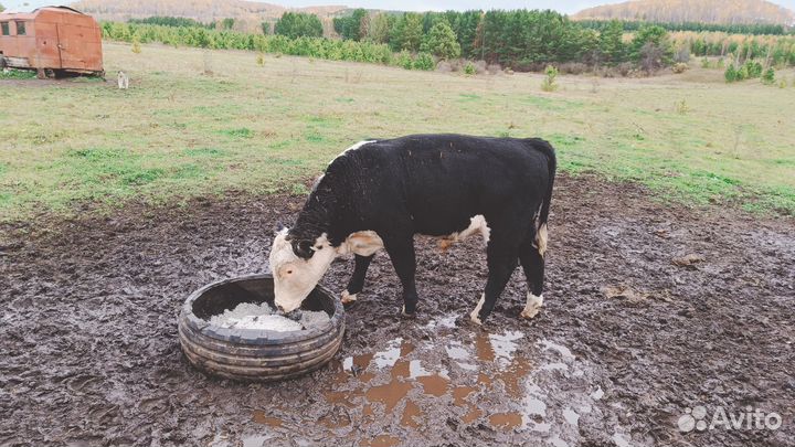 Телята бычки телки
