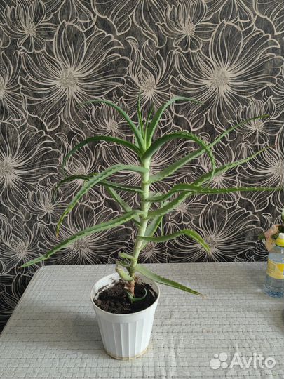 Алоэ лечебный