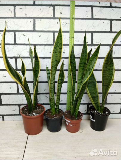 Сансевиерия сортовая 2