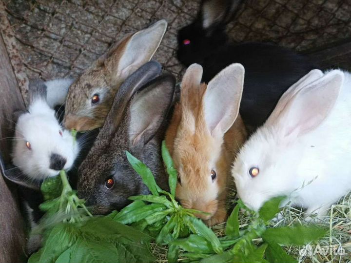 Кролики молодняк