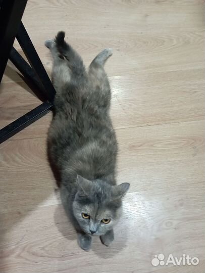 Кошки в дар бесплатно