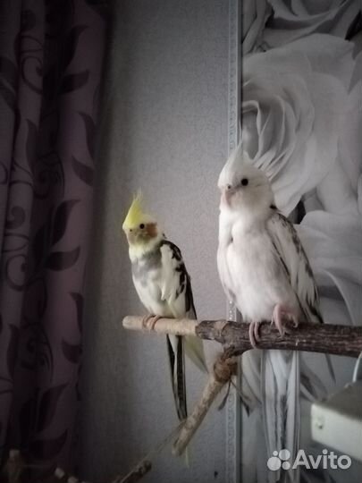 Попугай корелла птенец