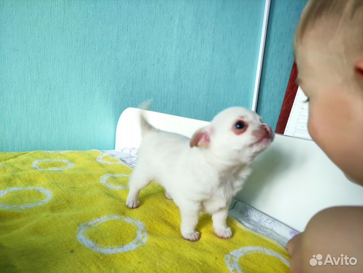 Щенки чихуахуа