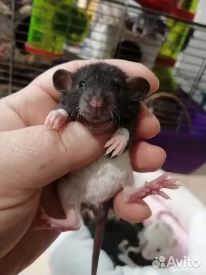 Крыса крысята дамбо рекс