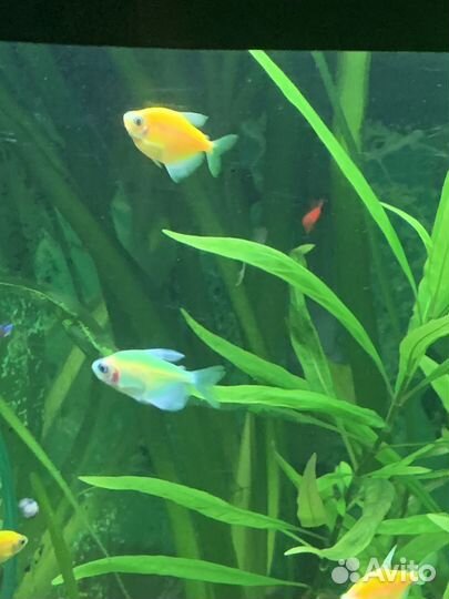 Тернеция гло