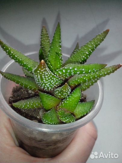 Комнатные растения цветы