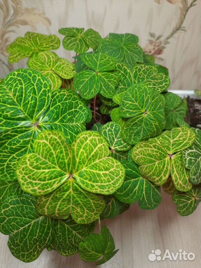 Кислица или оксалис