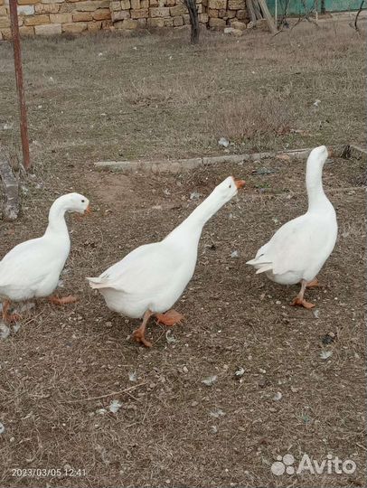 Продаю гусей