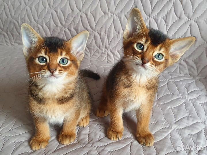 Абиссинские котята