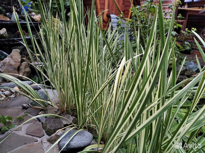 Водные растения для пруда 