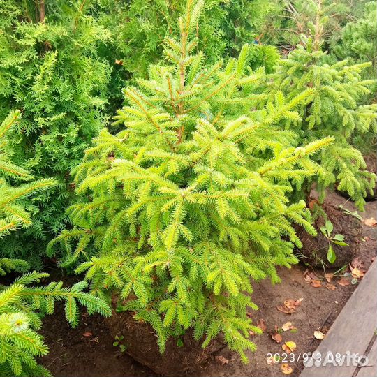 Ель сербская