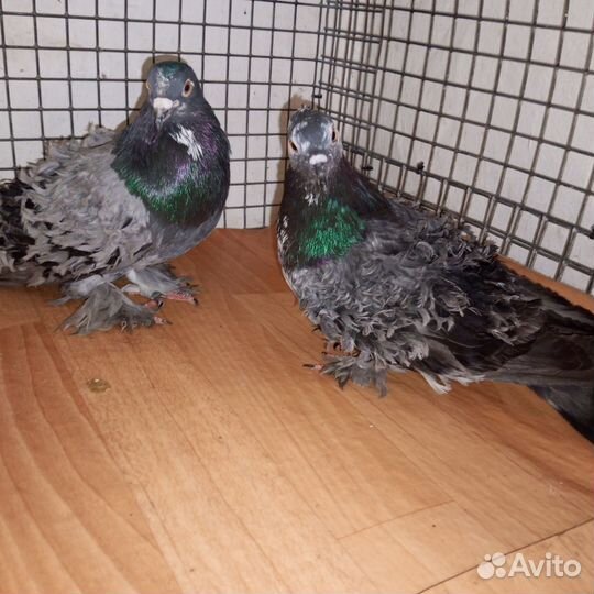 Голуби венгерские кучерявые