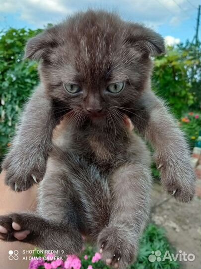 Вислоухие малыши