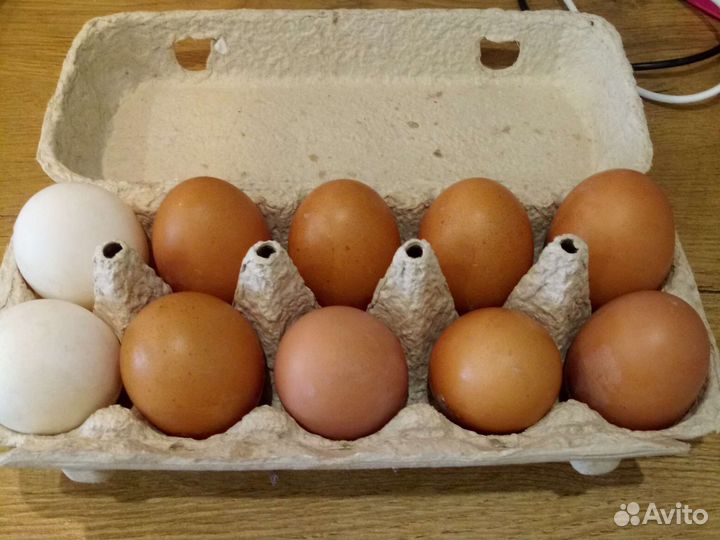 Домашние куриные яйца