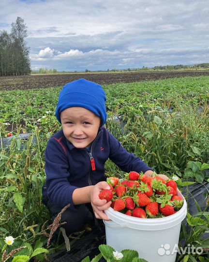 Саженцы клубники /земляника садовая розница опт