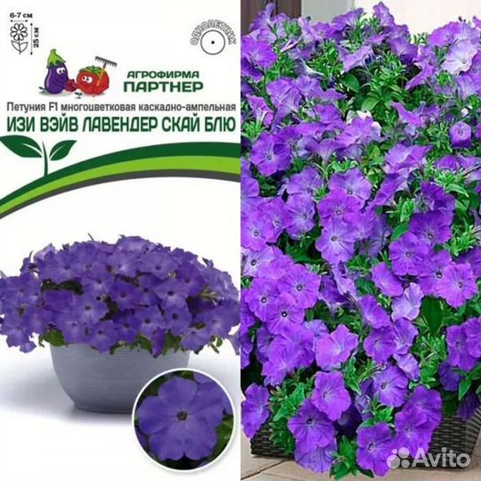 Петуния тайдал