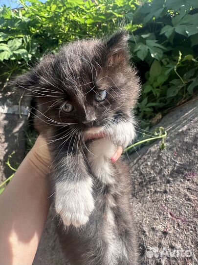Отдаю прекрасных котят