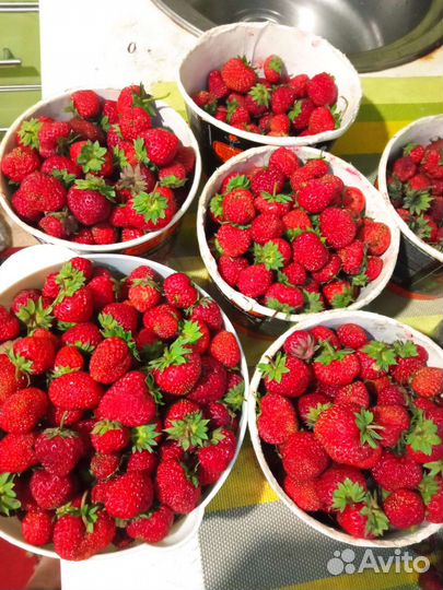 Рассада клубники