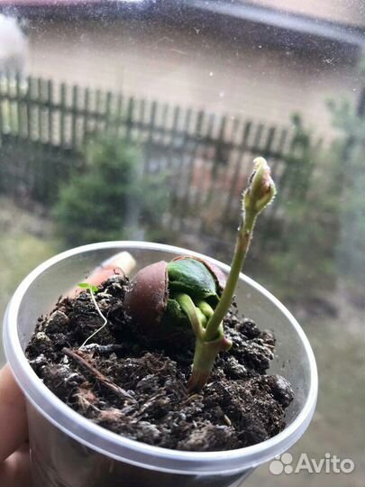 Саженцы красного дуба