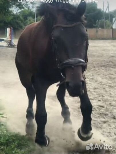 Фотосессия, аренда (спорт)