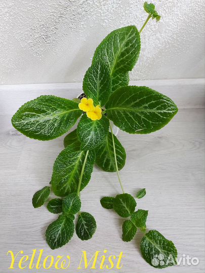 Эписции (красные, розовые, желтые,фиолетовые)