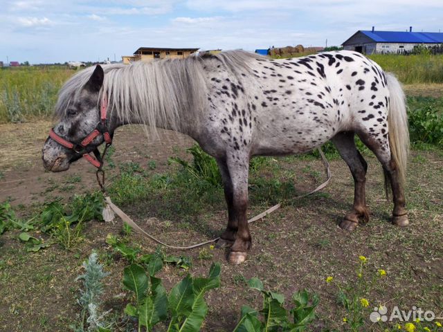 Продам пони