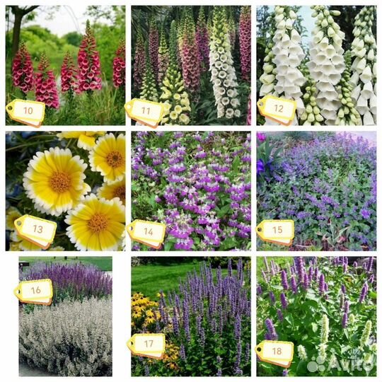 Семена цветов